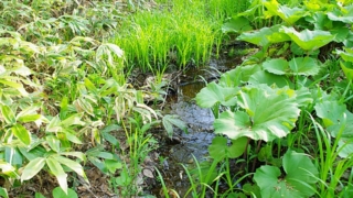 Thumbnail of post image 119