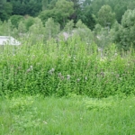 Thumbnail of post image 019