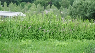 Thumbnail of post image 197
