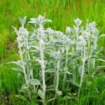 Thumbnail of post image 051