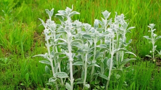 Thumbnail of post image 009