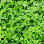 Thumbnail of post image 047