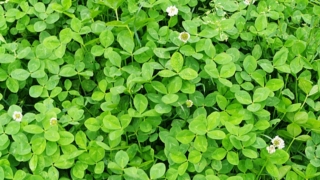 Thumbnail of post image 177