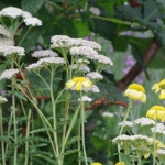 Thumbnail of post image 121
