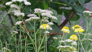 Thumbnail of post image 145